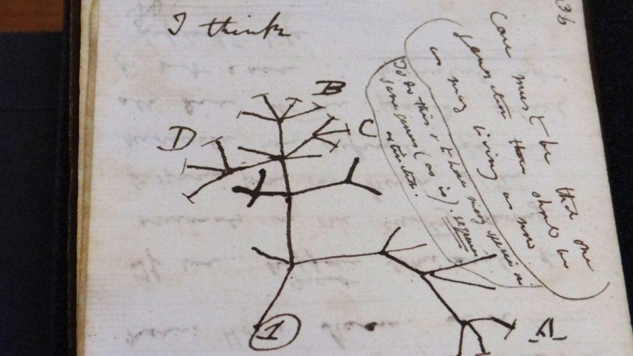 Darwin notebook